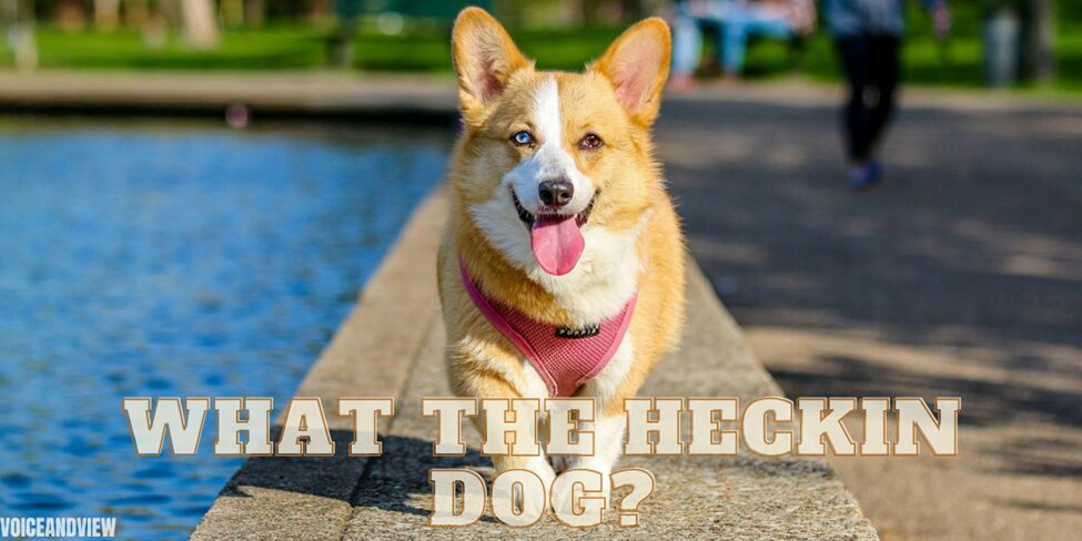 What the Heckin Dog