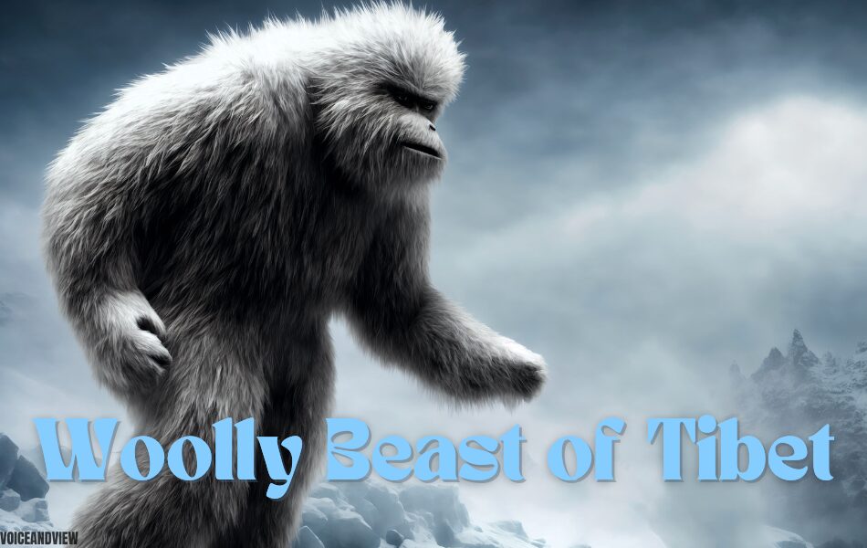 Woolly Beast of Tibet