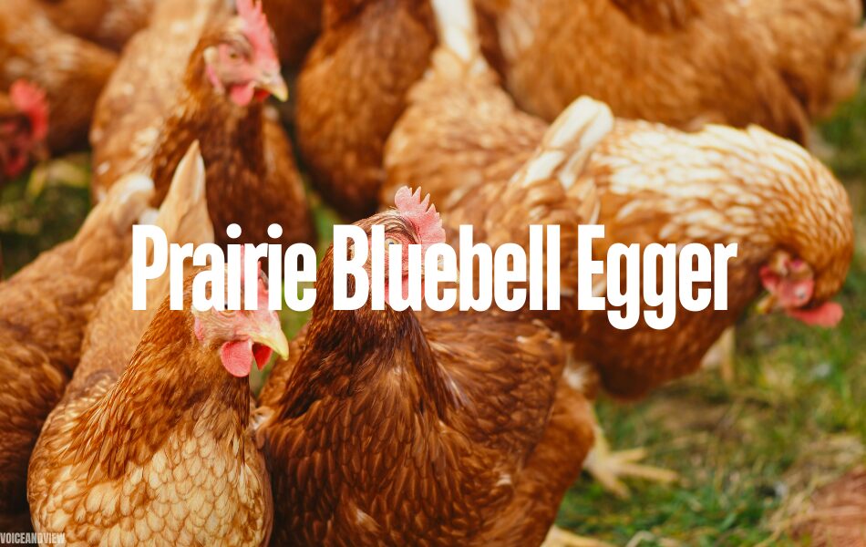 Prairie Bluebell Egger