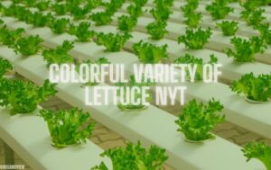 Colorful Variety of Lettuce NYT