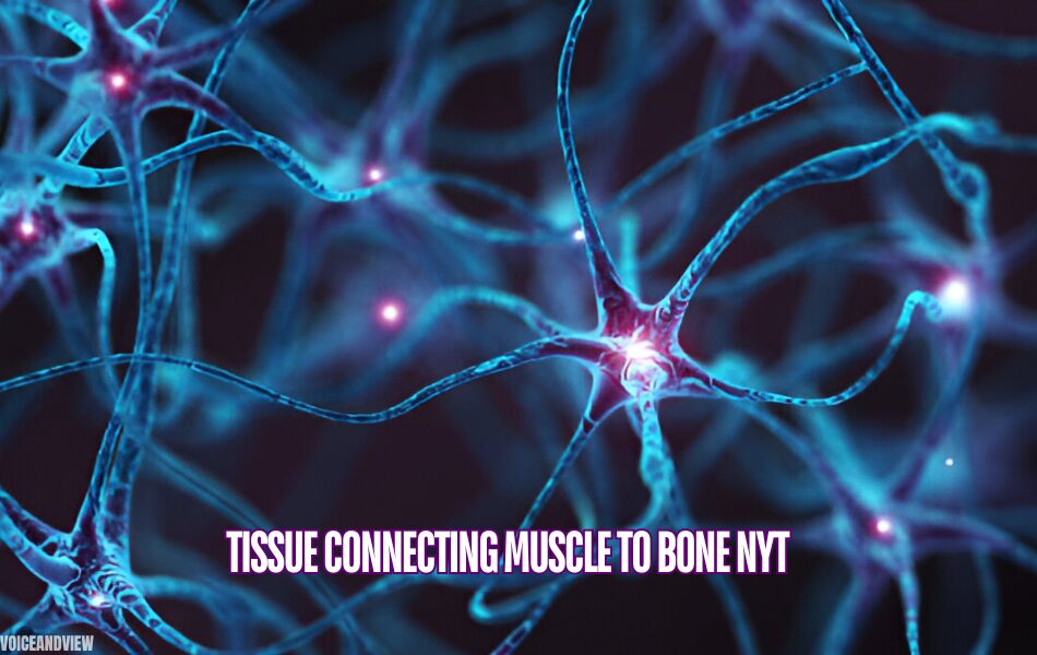 tissue connecting muscle to bone nyt